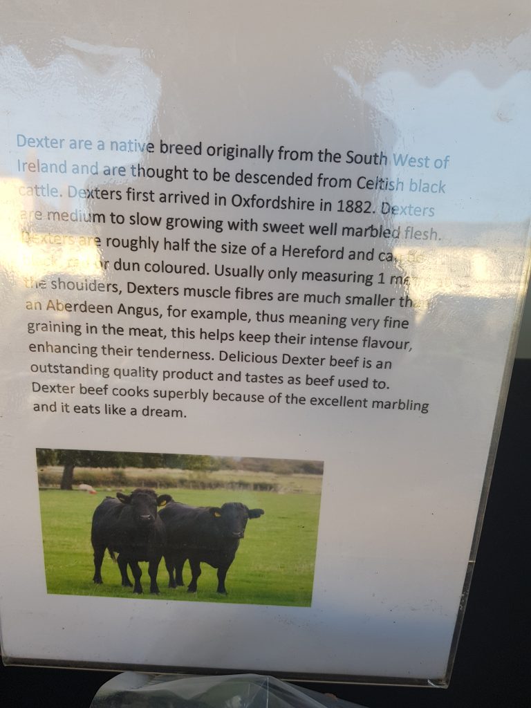 The Dexter Cow.