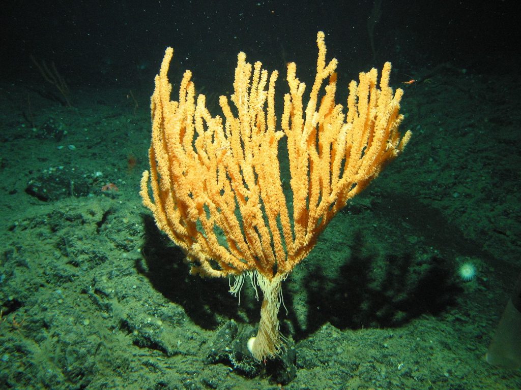 Bamboo Coral.
