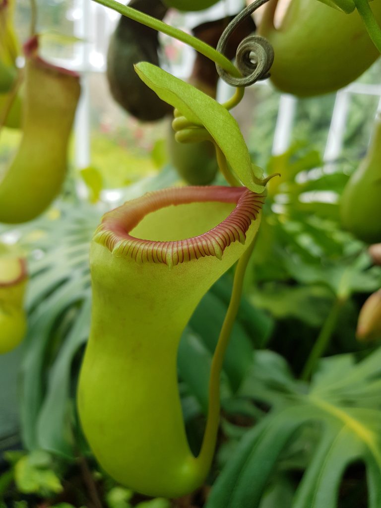 Bitcon (Pitcher). Bitcon (Pitcher).