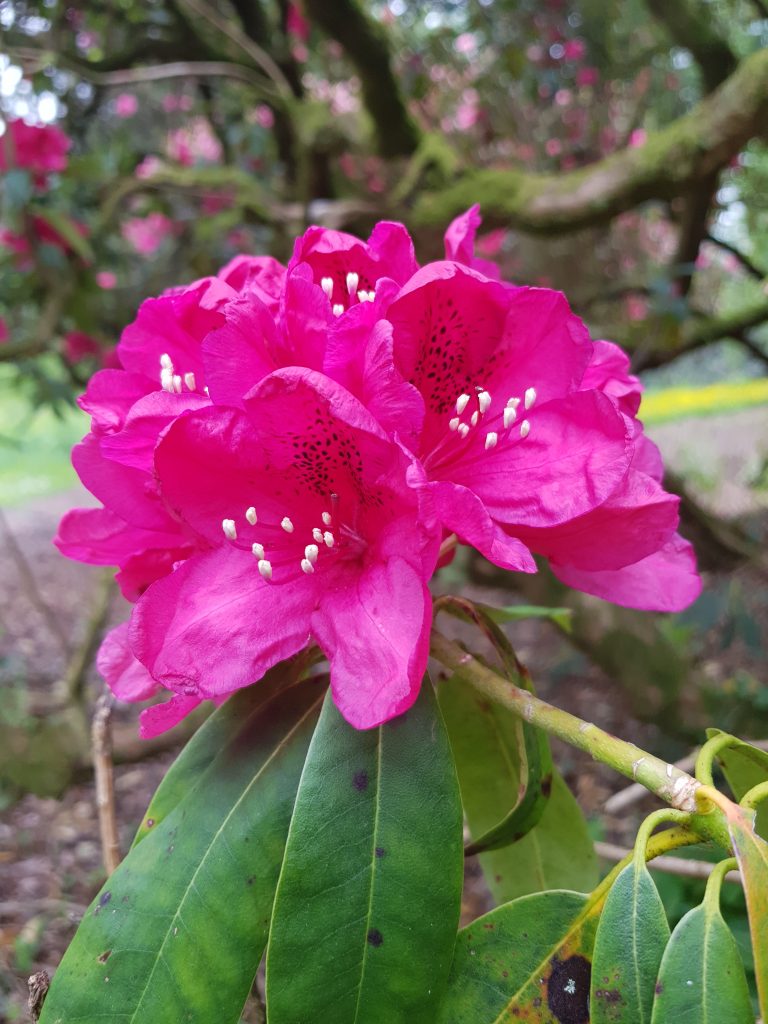 Bitcon (Flower). Bitcon (Flower).