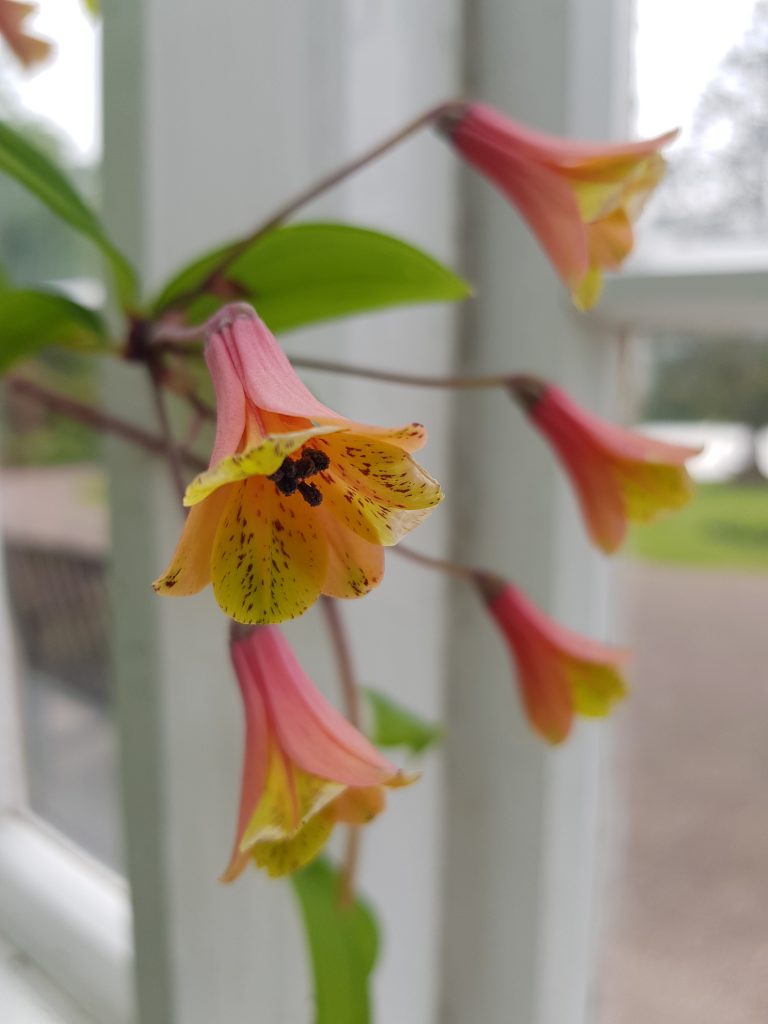 Bitcon (Flower). Bitcon (Flower).