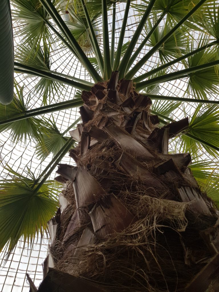 Bitcon (Palm). Bitcon (Palm).