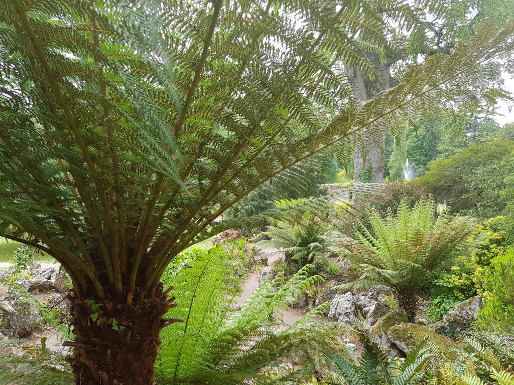 Bitcon (Palm). Bitcon (Palm).