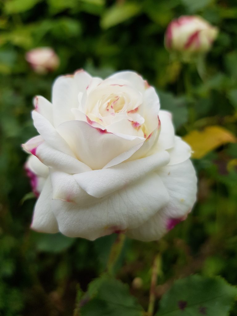 Bitcon (Rose). Bitcon (Rose).