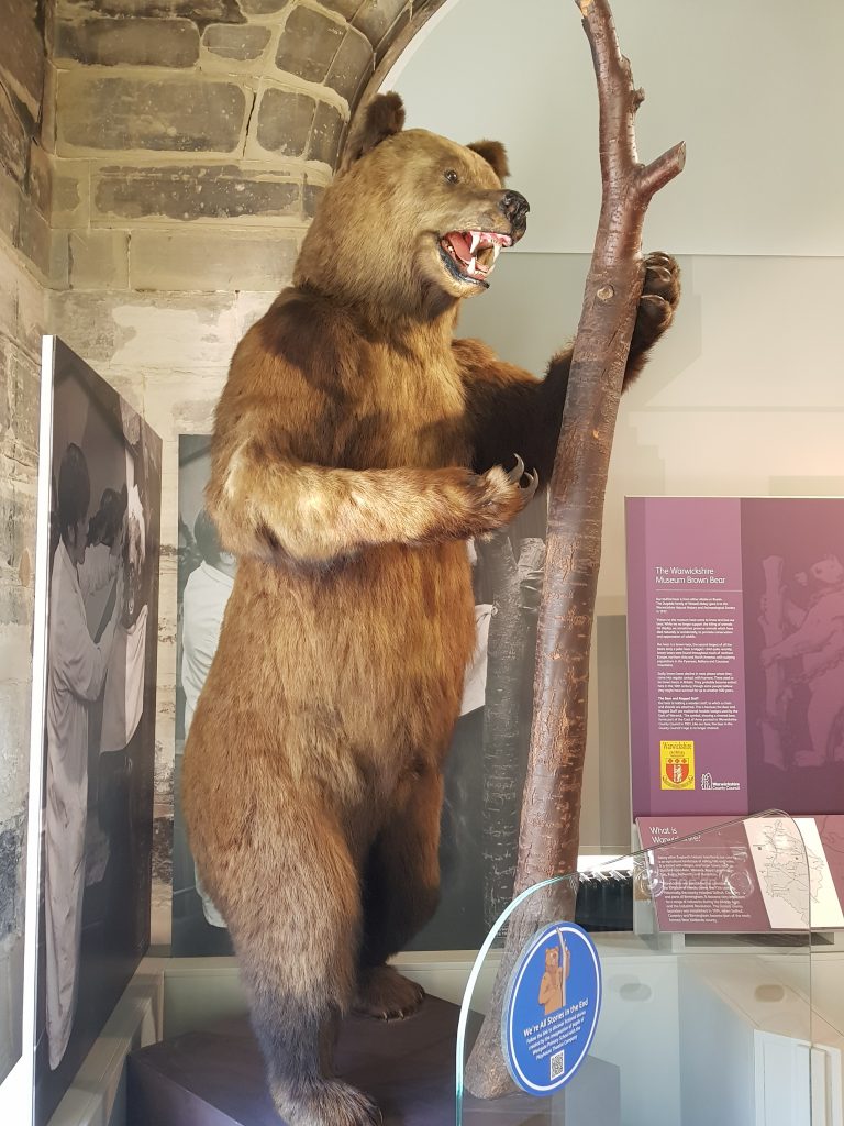 Museum (Bear).
