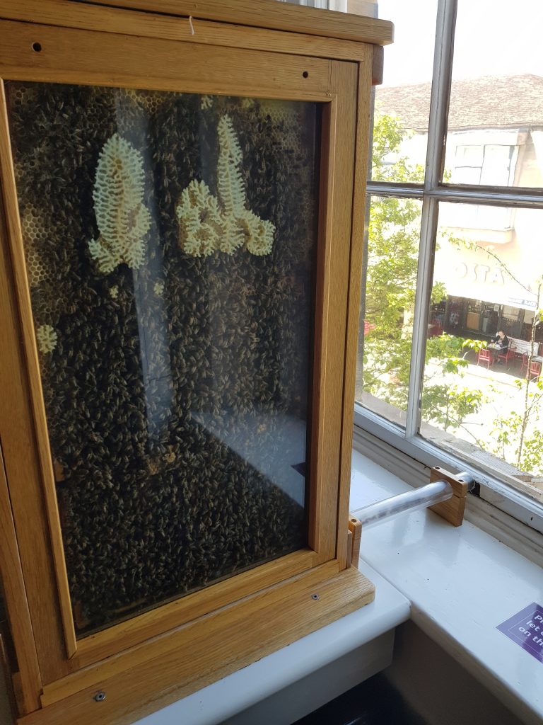 Museum (Bees).