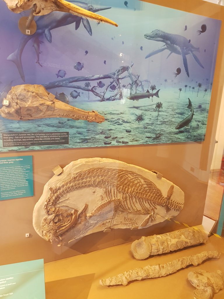 Museum (Fossils).