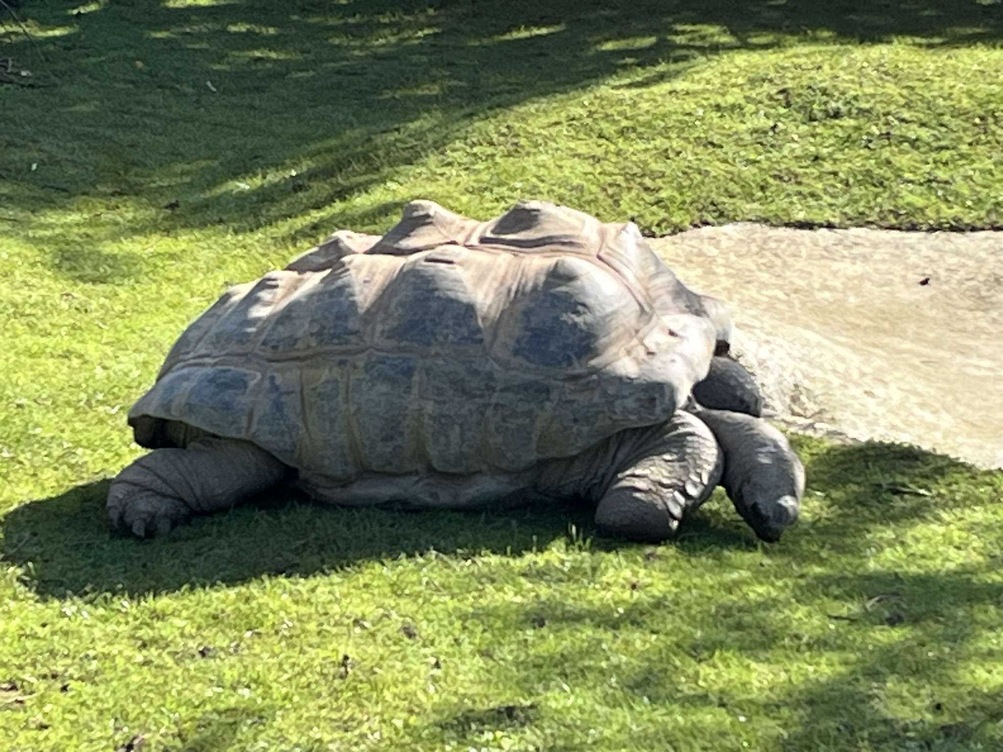 Tortoise.