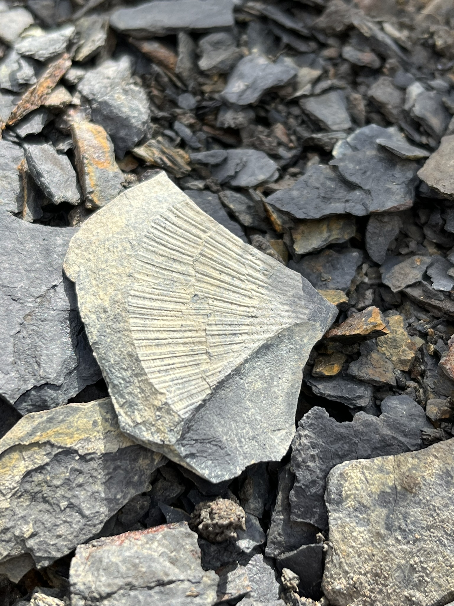 Fossil.